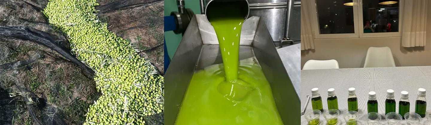 Proceso de producción del AOVE Premium