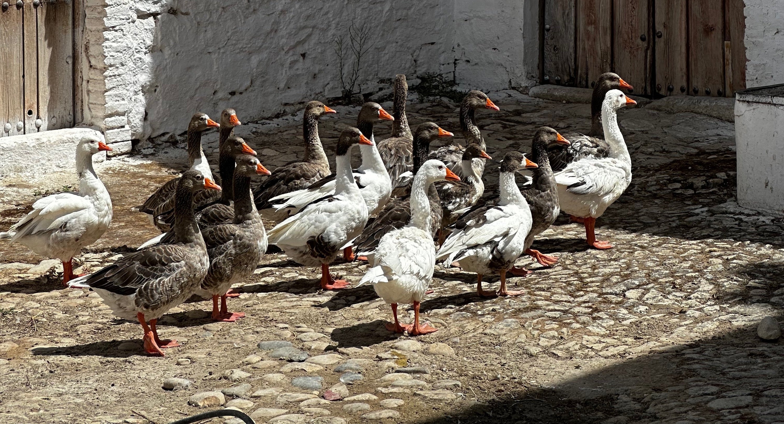 De las Ocas a los Caballos. El manejo animal en el AOVE Ecológico
